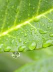 clean-water-leaf.jpg